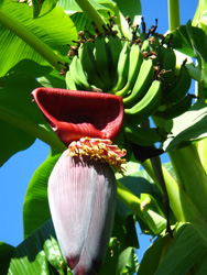 Fotogalerie Pflanzen